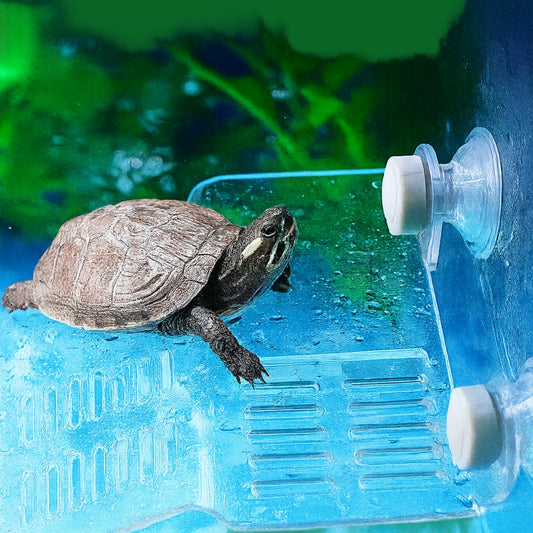 Rampa para Tortugas – 8 cm x 8 cm - COSMOS