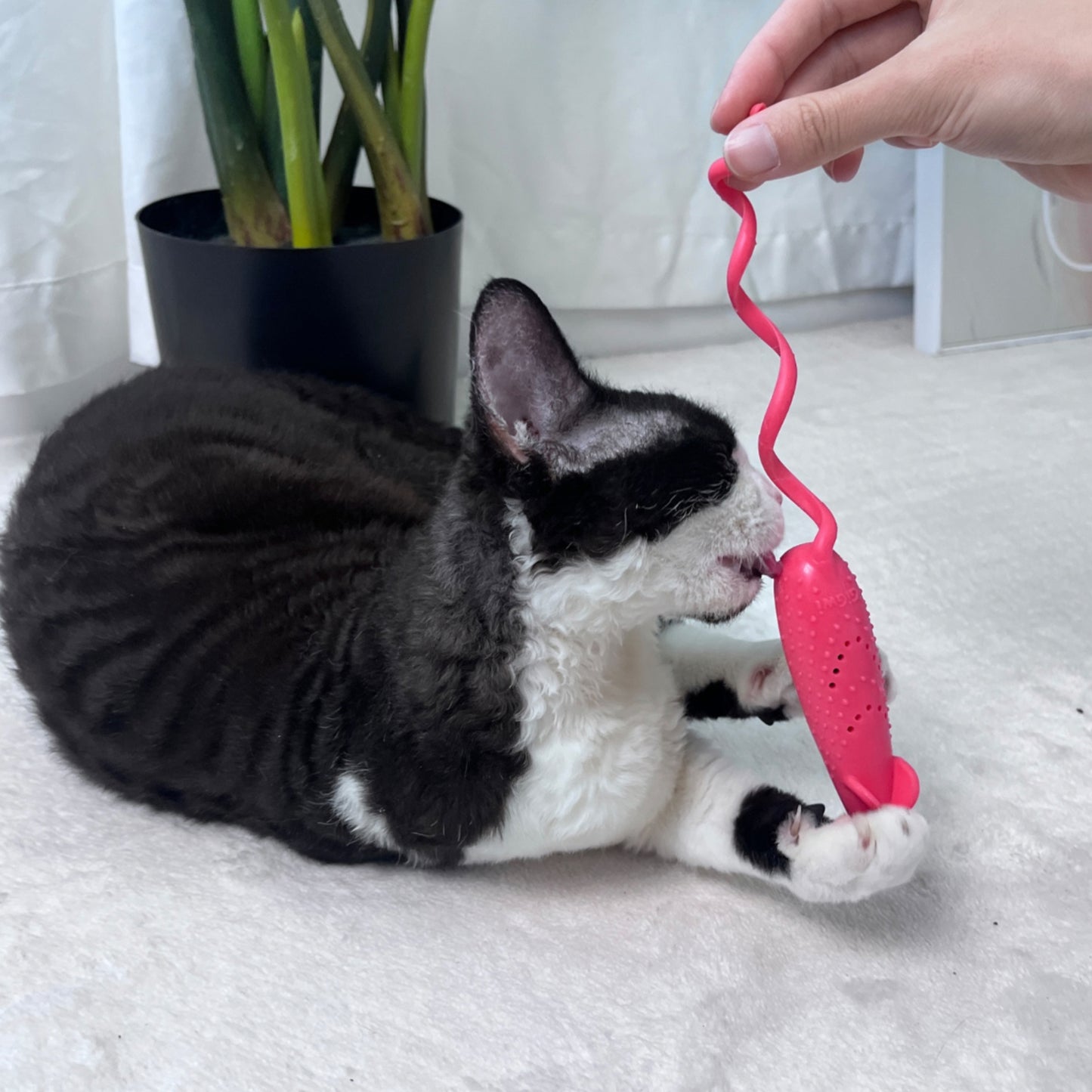GiGwi Roll - Tailed Mouse – Juguete Interactivo Dental para Gatos con Catnip - Cosmos