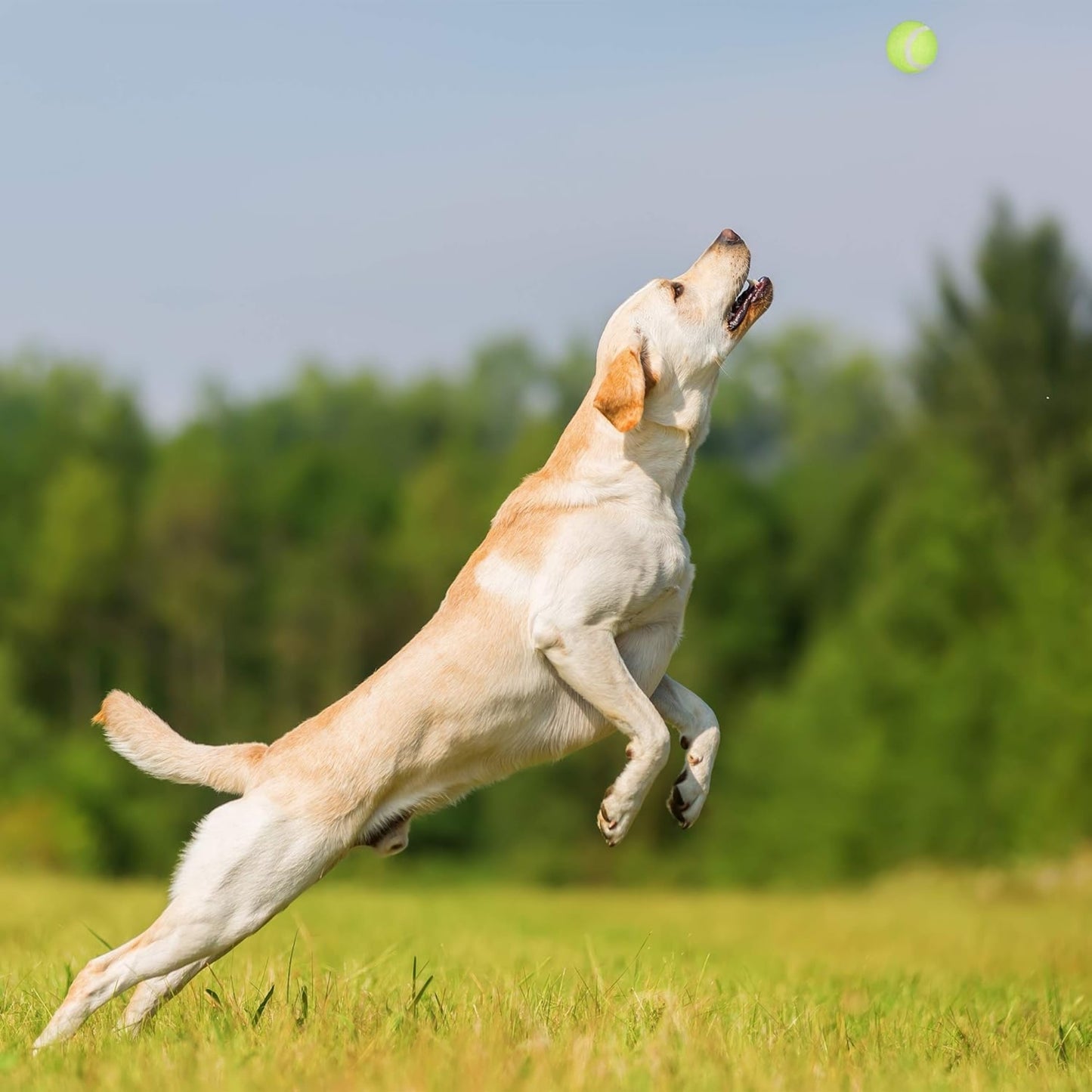 Lanzador de Pelotas para Perros – Juguete Interactivo para Ejercicio y Entrenamiento