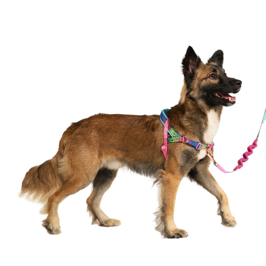 Zee.Dog Melted Softerwalk Harness - Arnés Ajustable Anti - Tirones - Cosmos