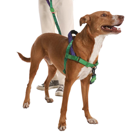 Zee.Dog Marvel Hulk SofterWalk – Arnés Ajustable Anti - Tirones - Cosmos