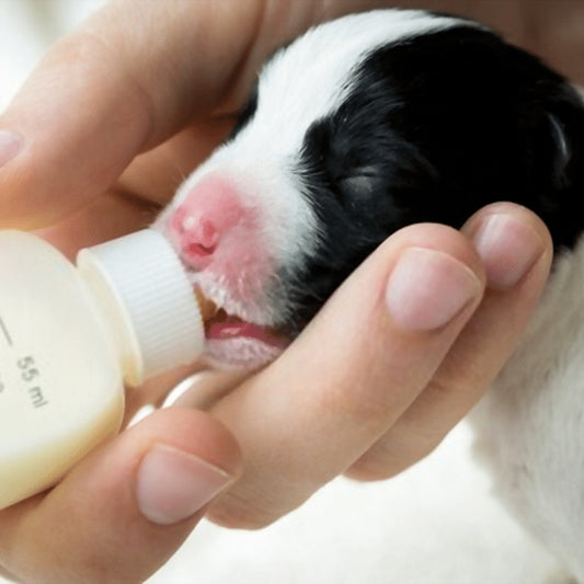 PerroLac – Sustituto Lácteo para Cachorros - COSMOS