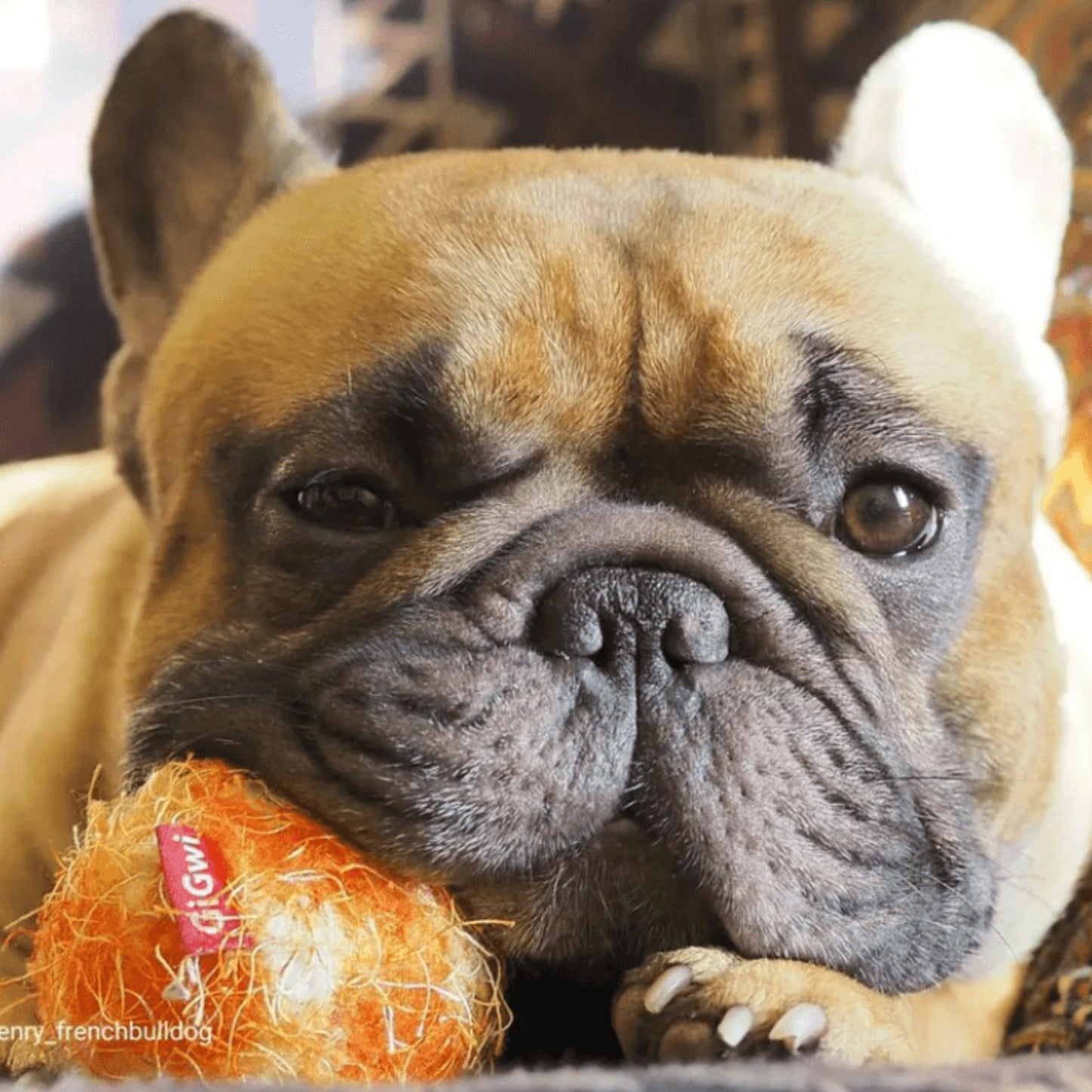 Juguete para perro GIGWI Crazy Ball Orange