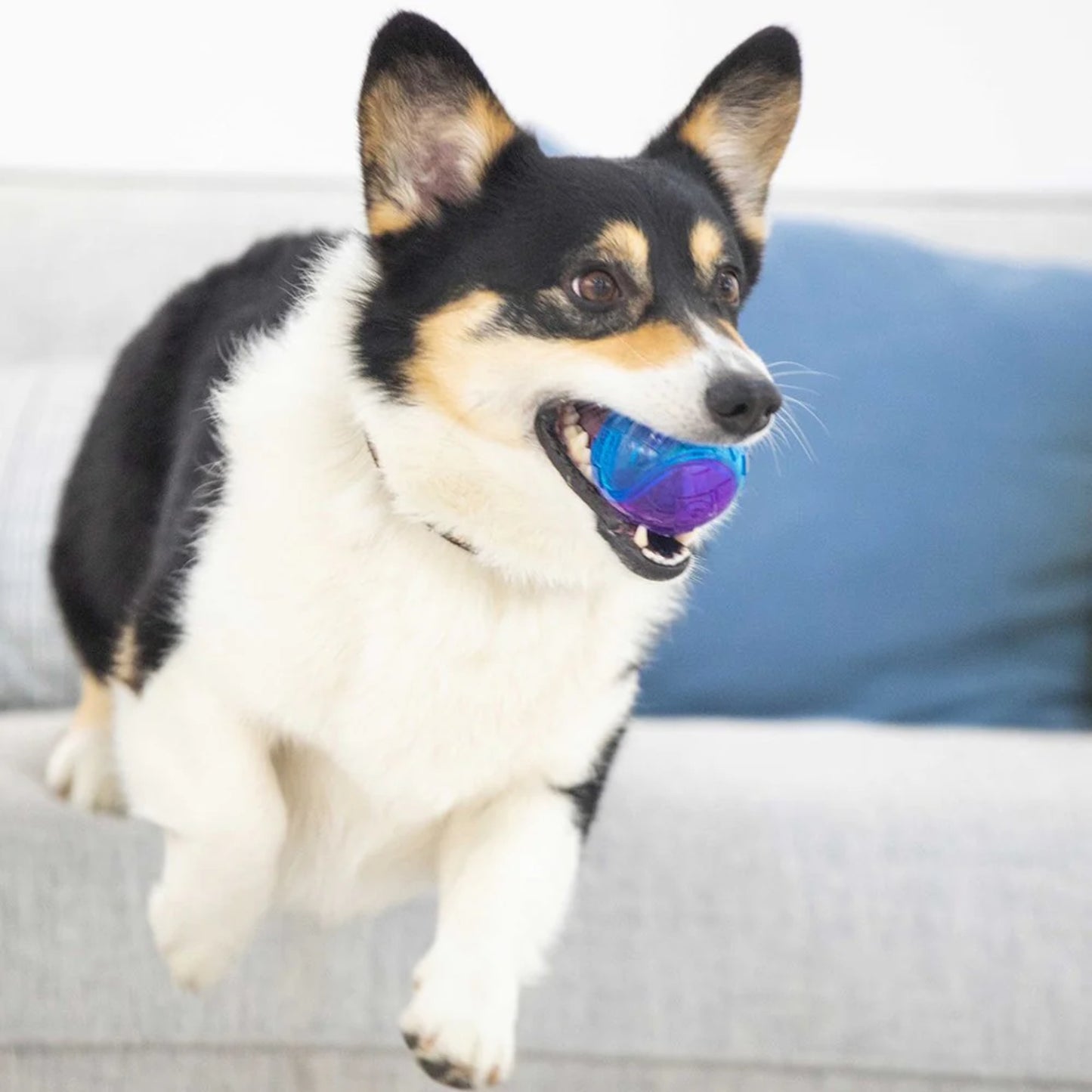 Juguete para perro GIGWI Squeaker Ball Set S - COSMOS