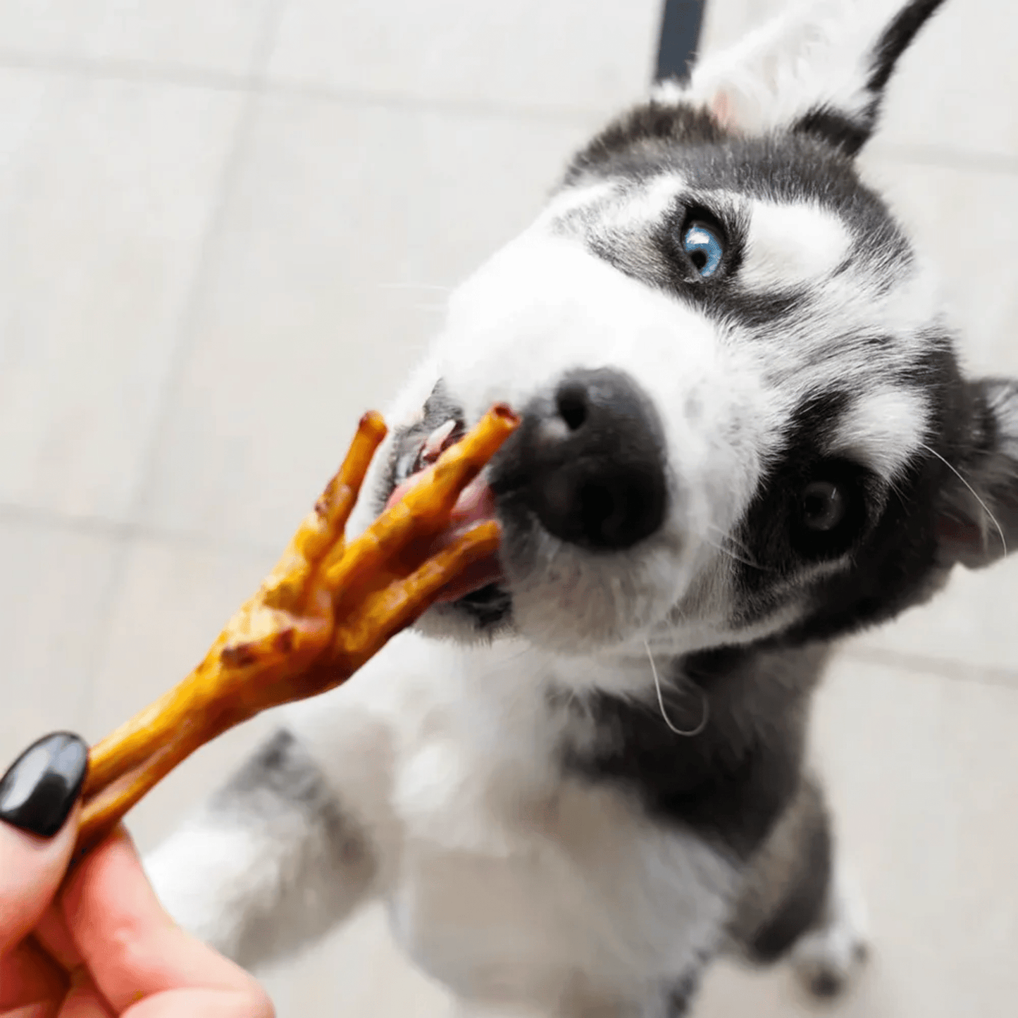 Patas de Pollo Deshidratadas para Perros – 55 Unidades - Cosmos