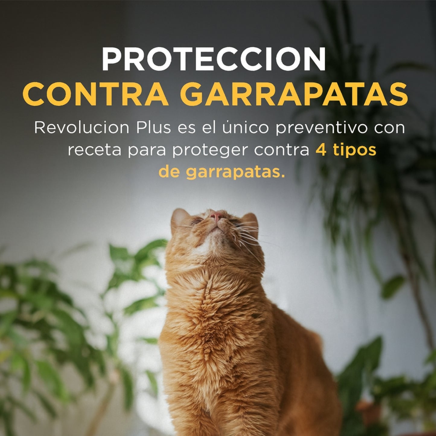 REVOLUTION® PLUS – Protección total antiparasitaria para gatos