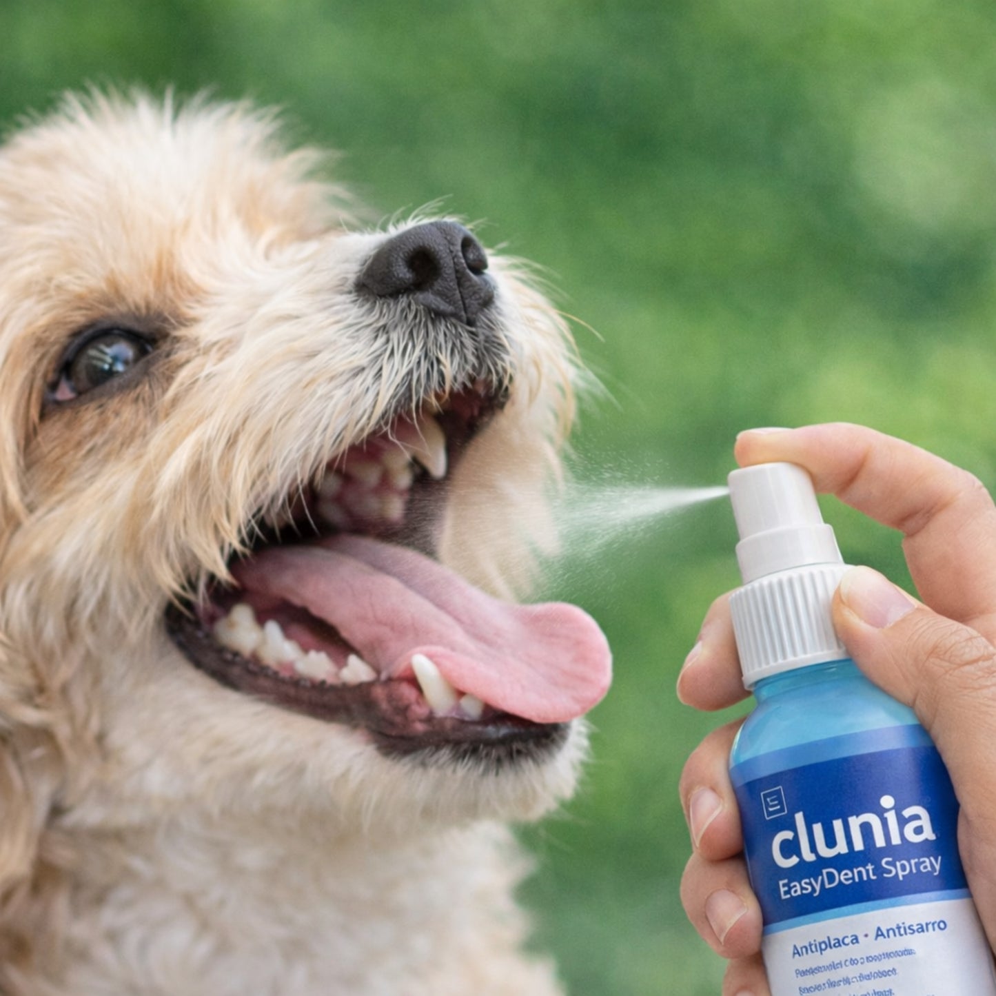CLUNIA EasyDent Spray - Spray dental para perros y gatos - Cosmos