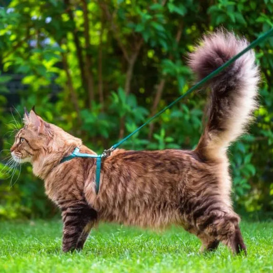 Arnés Mini para Gatos con Correa - COSMOS