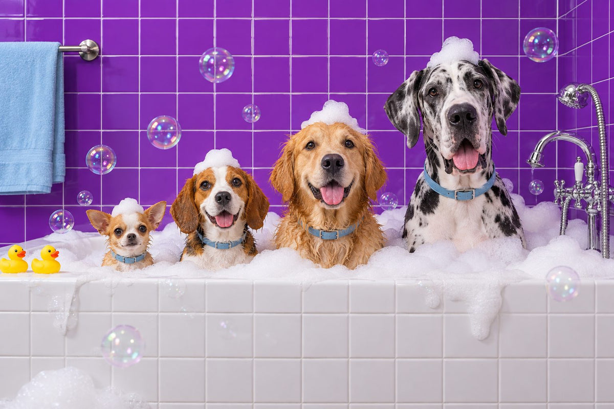 Chihuahua, beagle, golden retriever y gran danés en una tina con espuma y pared de azulejos morados