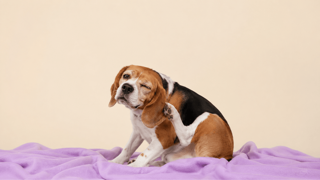Mejor antipulgas para perros en Ecuador: comparativa de pastillas, pipetas y collares - Cosmos