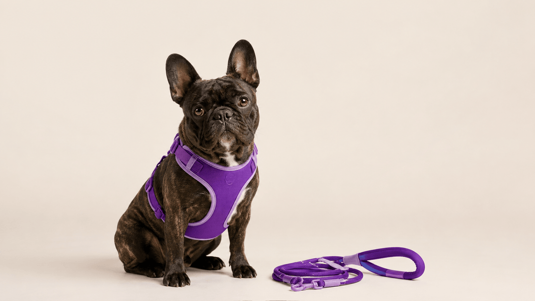 Guía de arnés para perros: tipos, tallas y cómo medir sin equivocarte - Cosmos