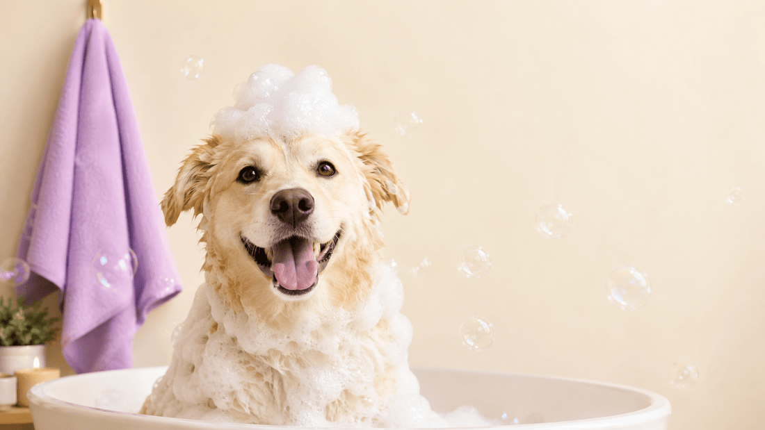 Cómo bañar a un perro en casa: guía paso a paso (sin drama) - Cosmos