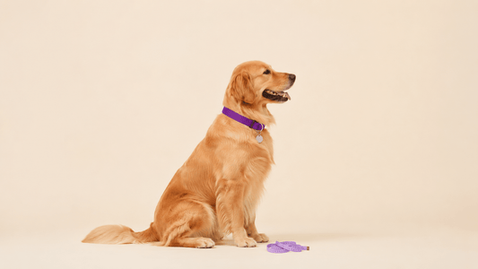 Cómo elegir el collar para tu perro: tallas, materiales y usos - Cosmos
