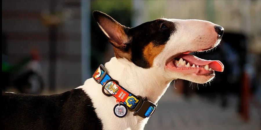 ¿CUÁL ES EL MEJOR COLLAR PARA TU PERRO? ¡TE AYUDAMOS A DECIDIR! - Cosmos