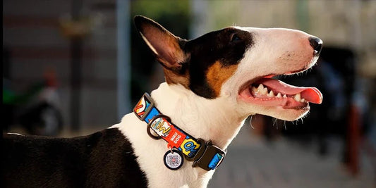 ¿CUÁL ES EL MEJOR COLLAR PARA TU PERRO? ¡TE AYUDAMOS A DECIDIR! - Cosmos