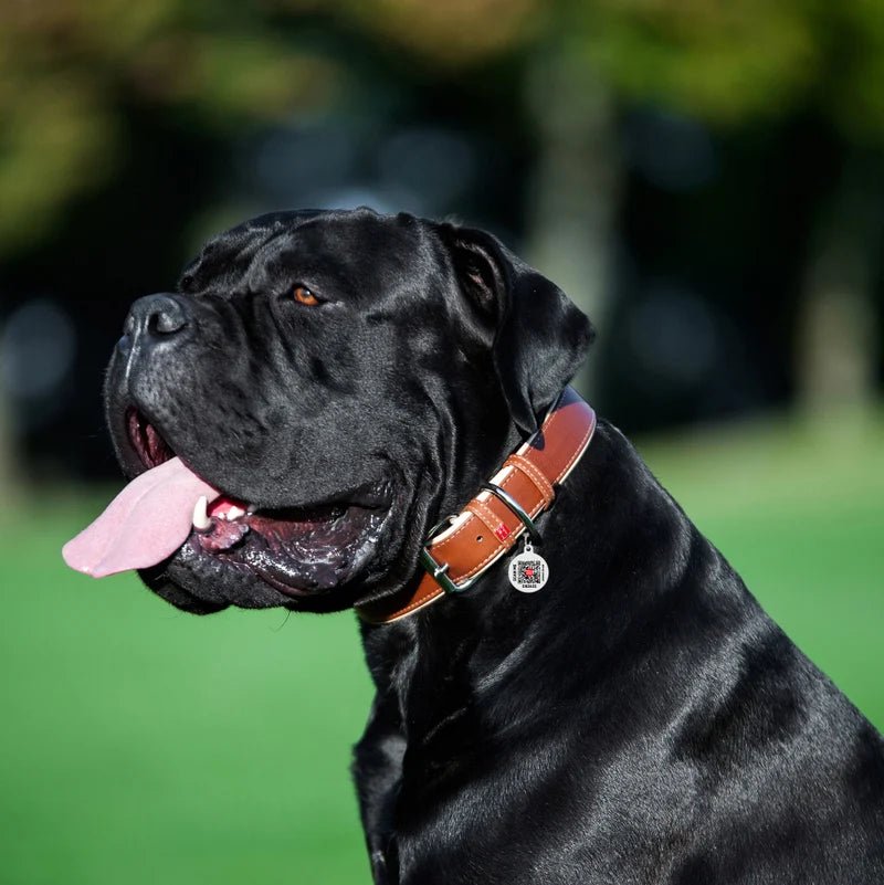 Collar WAUDOG Classic de cuero - Cosmos