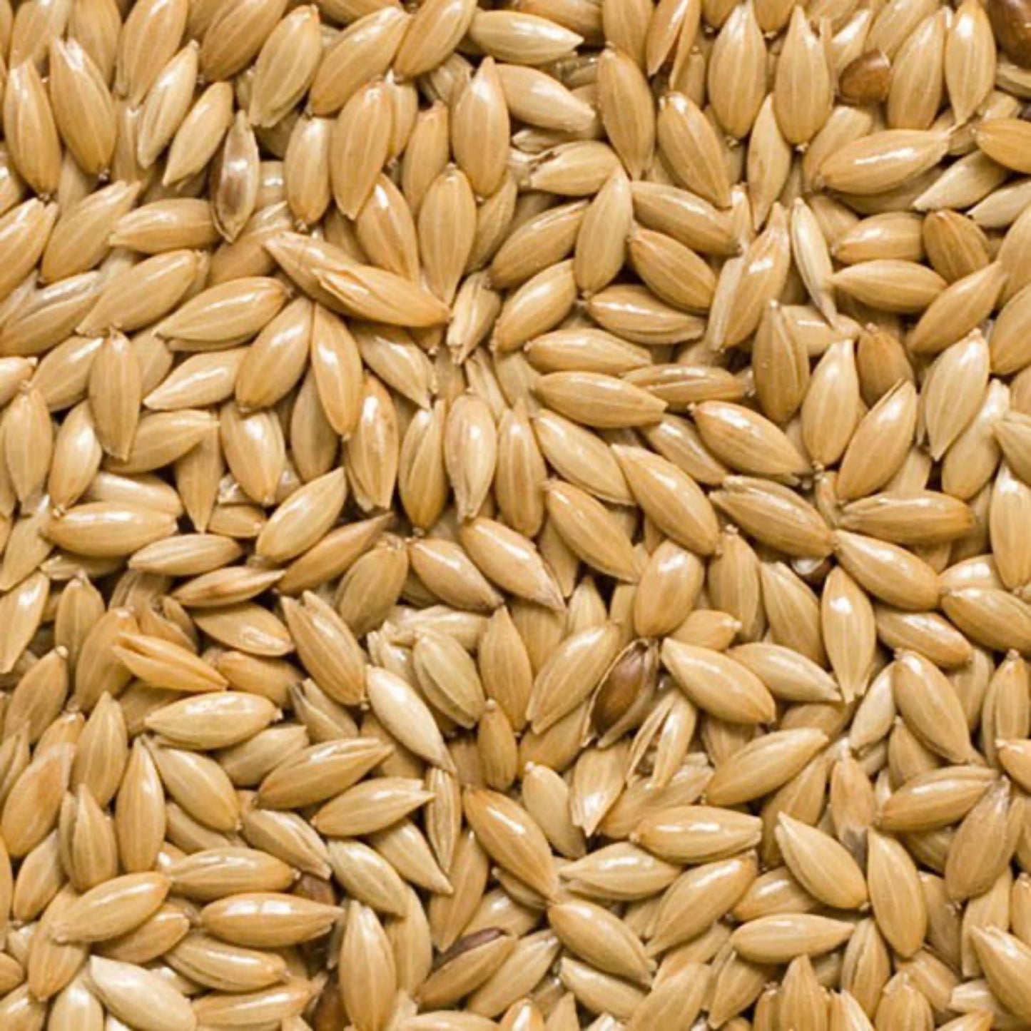Alpiste para Aves – 1 kg - COSMOS