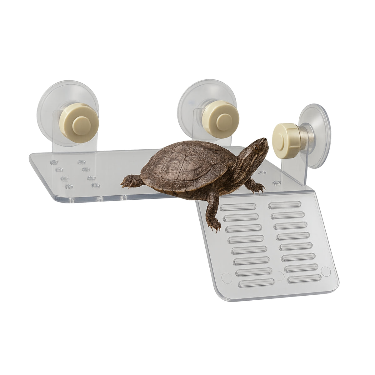 Rampa para Tortugas – 8 cm x 8 cm - COSMOS