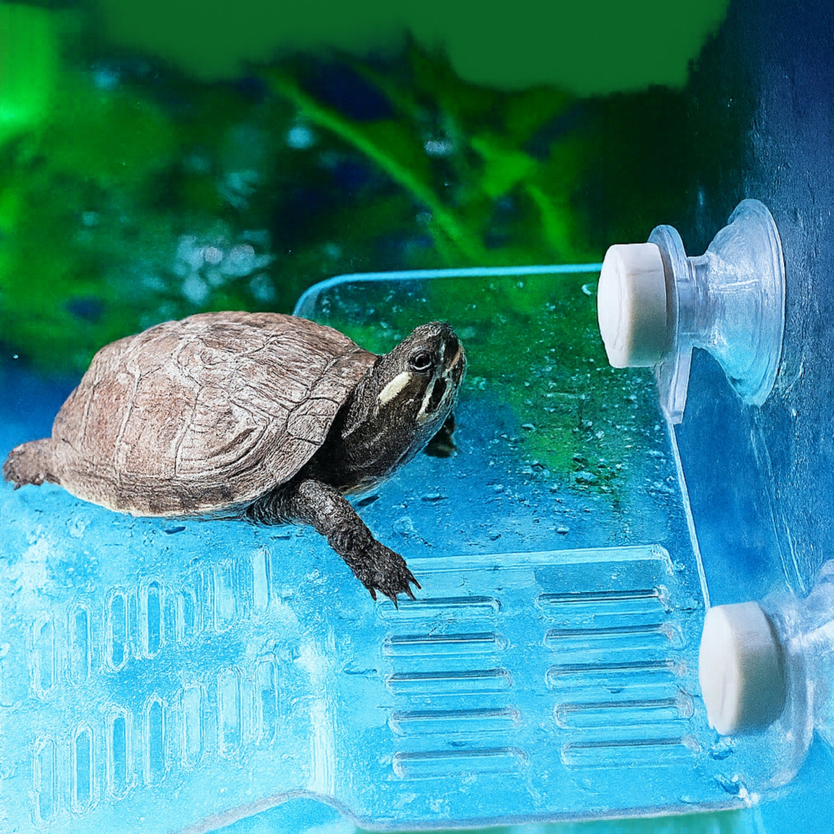 Rampa para Tortugas – 8 cm x 8 cm - COSMOS