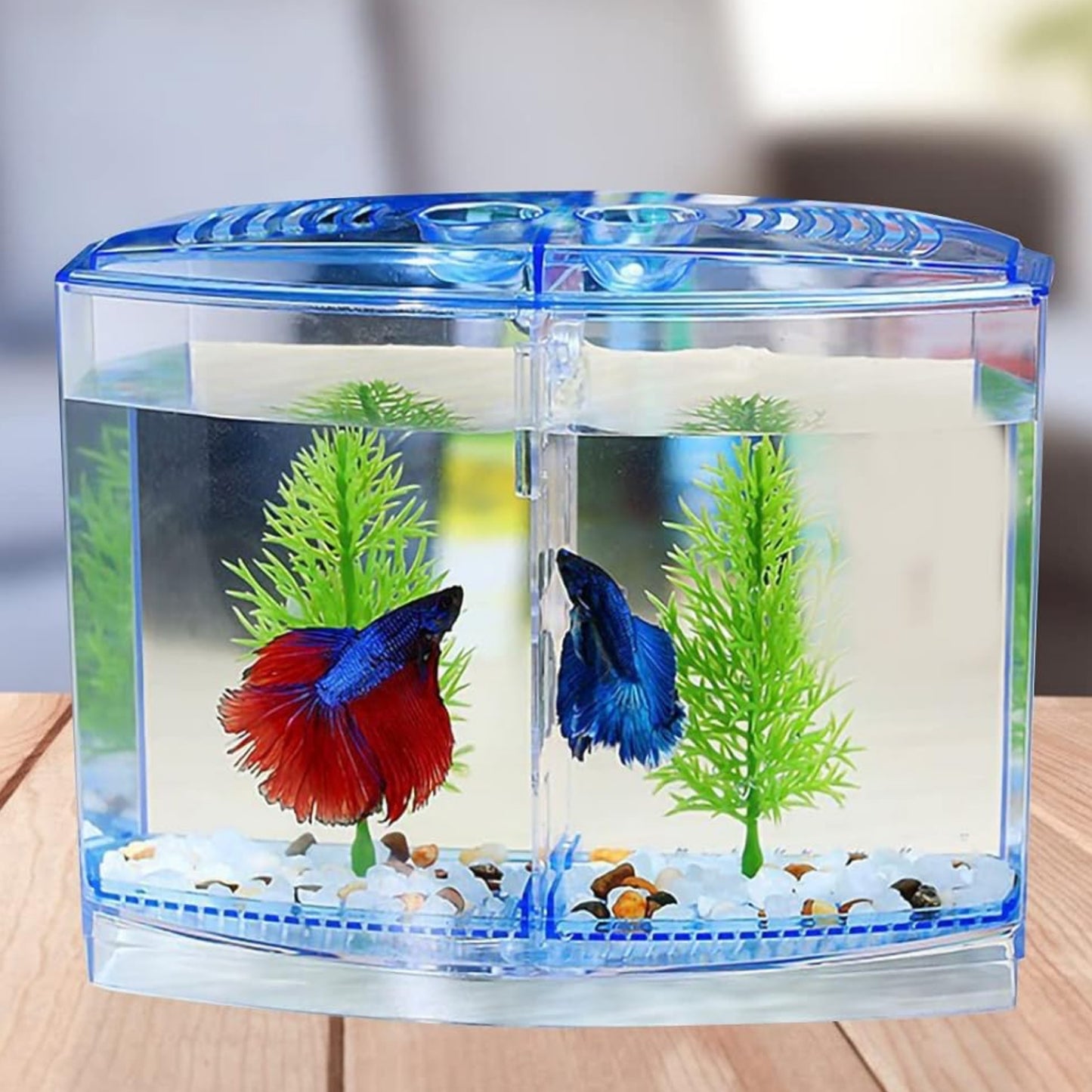 Bettera Doble – Diseño Dividido para Betta Fish - COSMOS