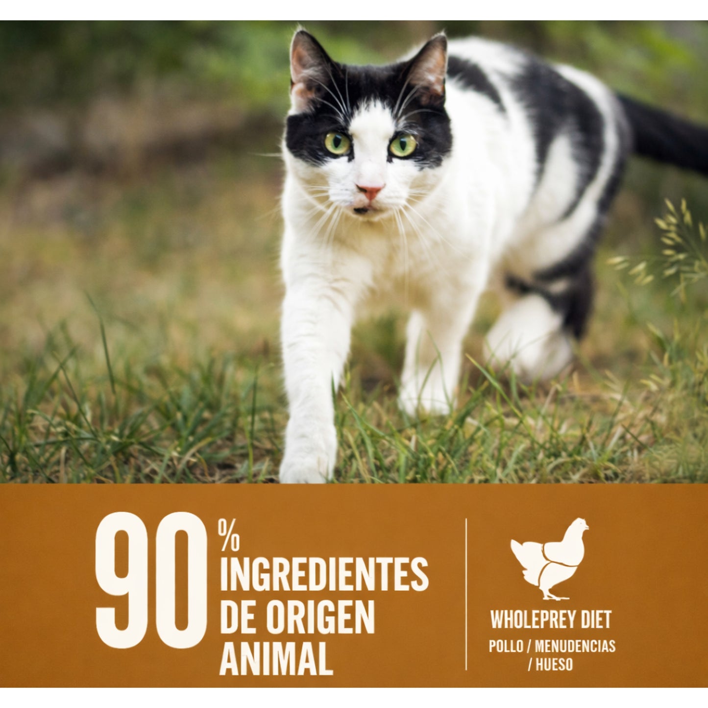 ORIJEN Original Cat & Kitten – Comida Natural para Gatos de Todas las Edades - Cosmos
