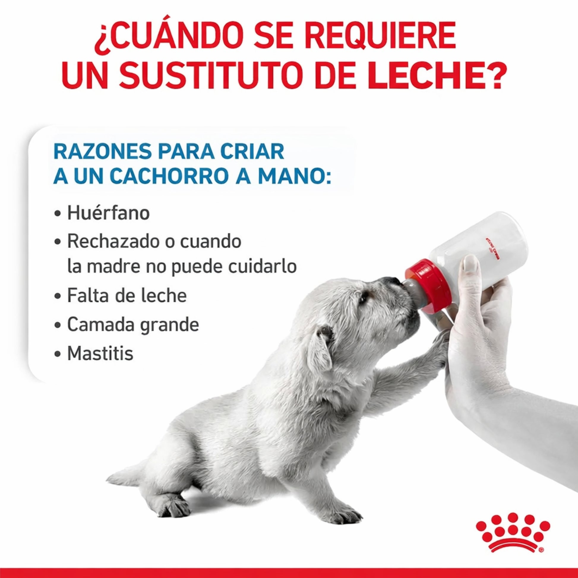 Royal Canin Babydog Milk –Sustituto de Leche para Cachorros (0 - 2 meses) - Cosmos