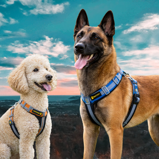 Arnés Reflectivo Bicolor para Perros | Seguridad y Comodidad en Paseos - Cosmos
