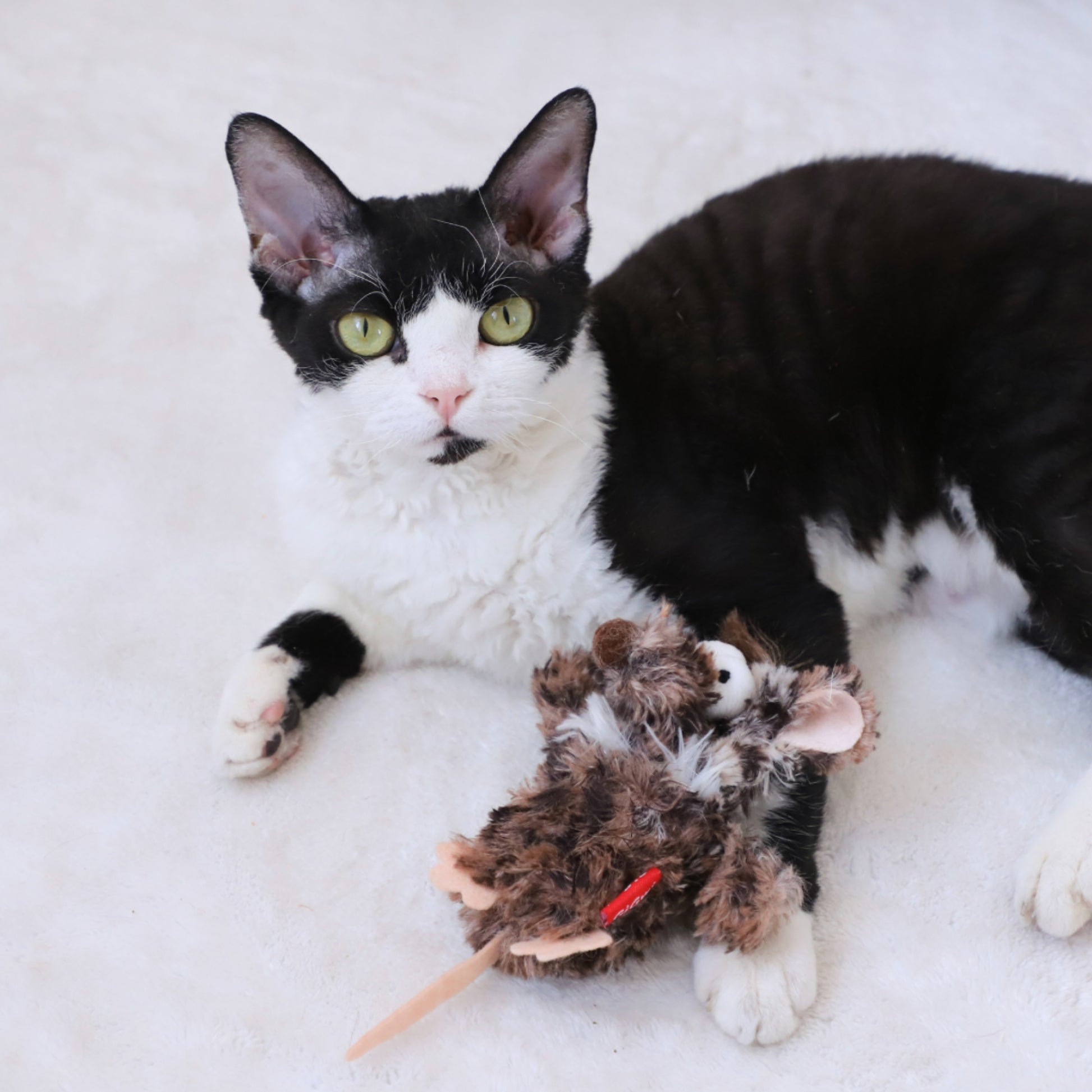 GiGwi Refillable Catnip –Juguete para Gatos con Catnip Recargable - Cosmos