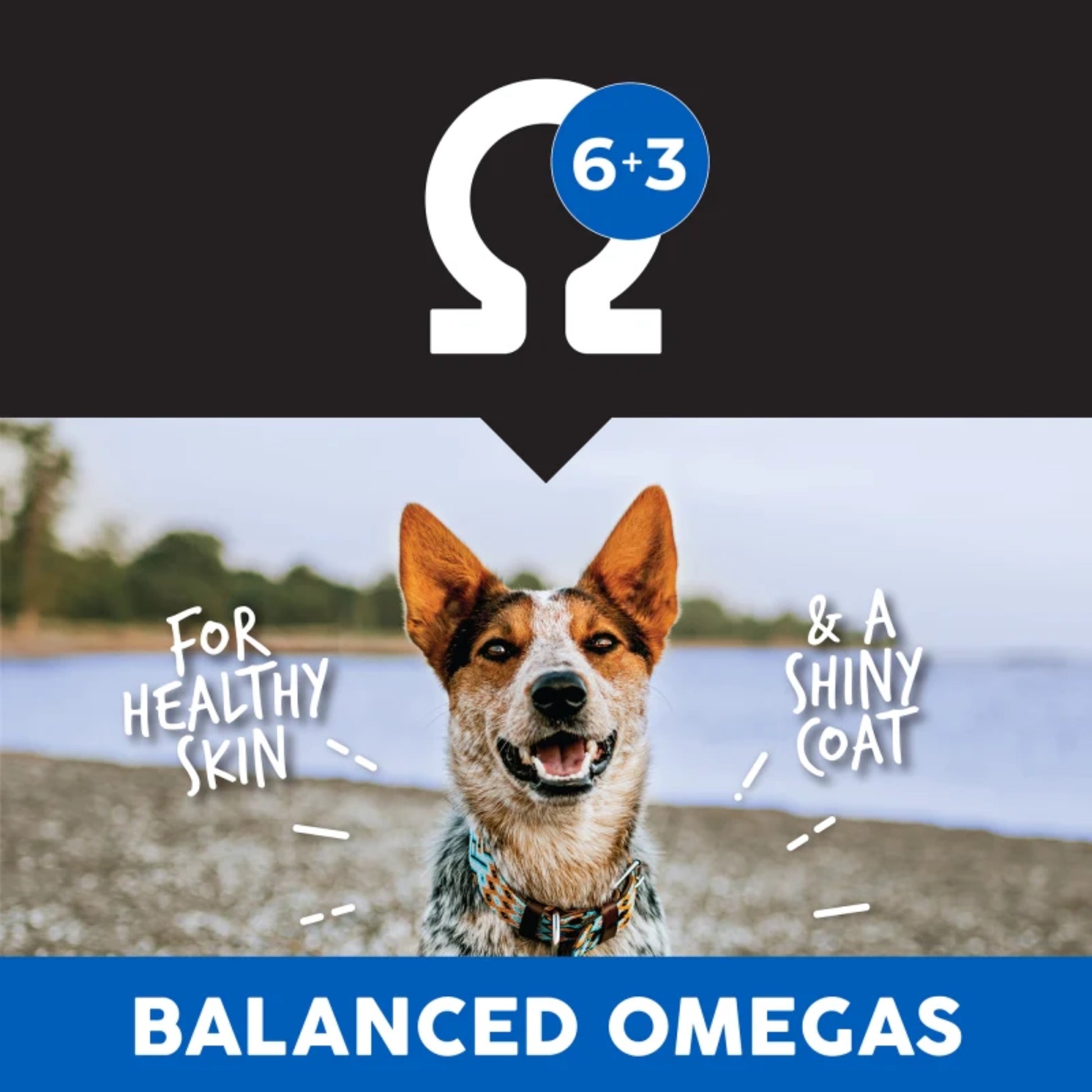 Pro Pac Ultimates Pescado Blanco y Arroz para Perros Adultos – Alta Digestibilidad - Cosmos