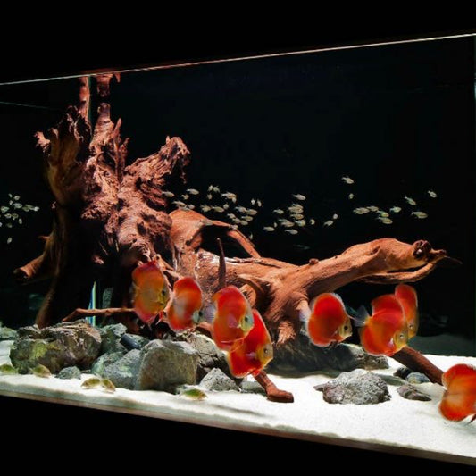 Raíz Natural para Acuario – 1kg - COSMOS