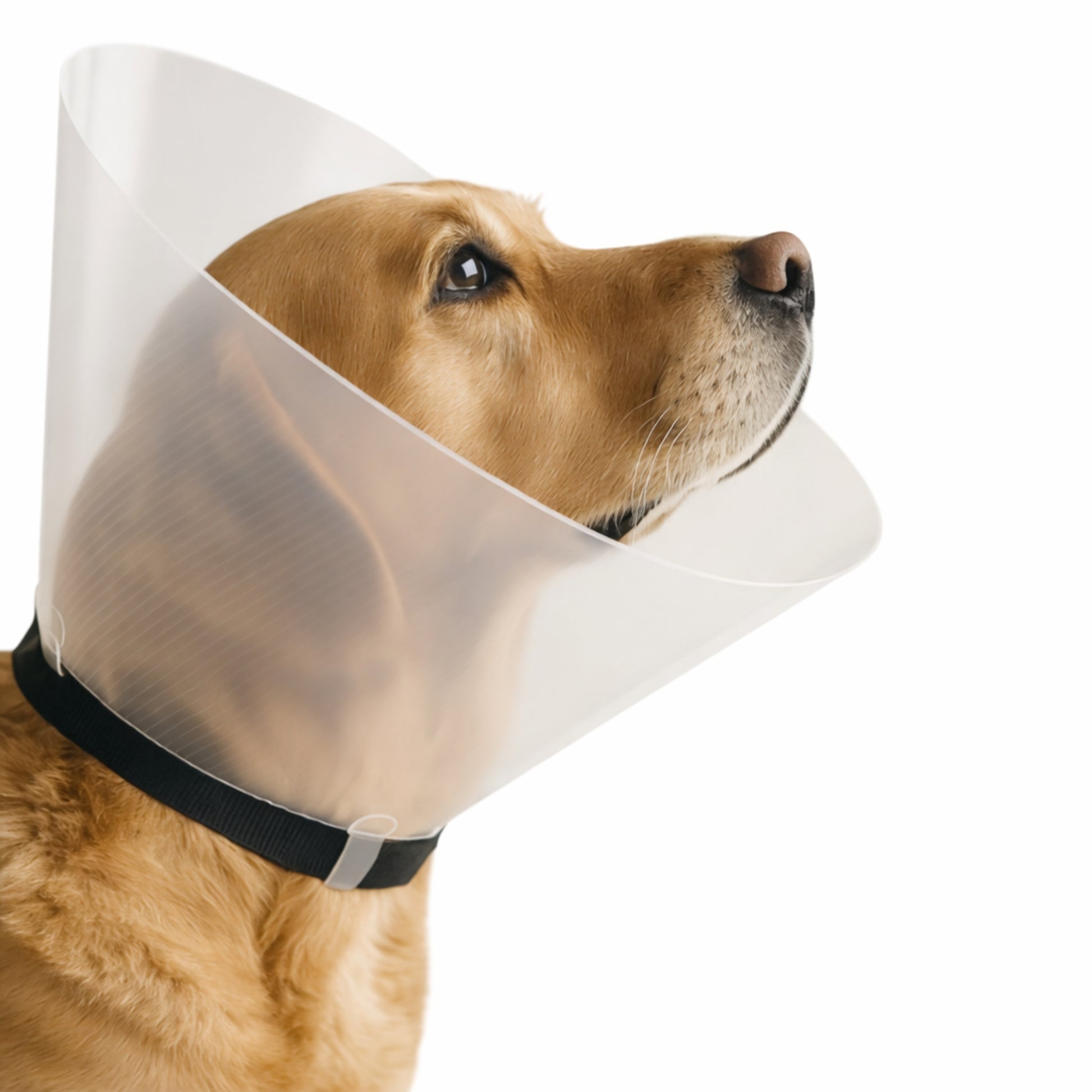 Collar Isabelino Protector para Perros y Gatos | Recuperación Segura - Cosmos
