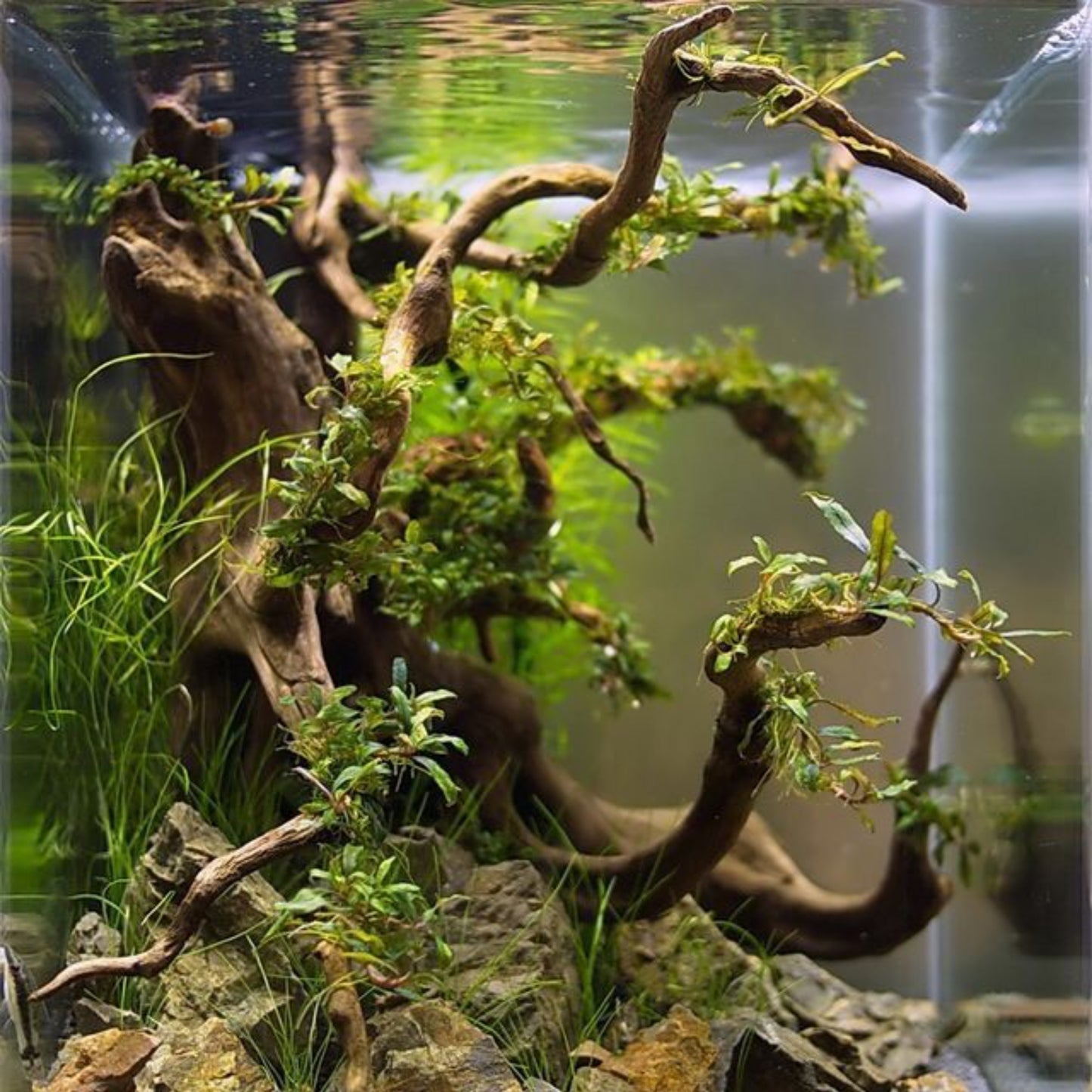 Raíz Natural para Acuario – 1kg - COSMOS