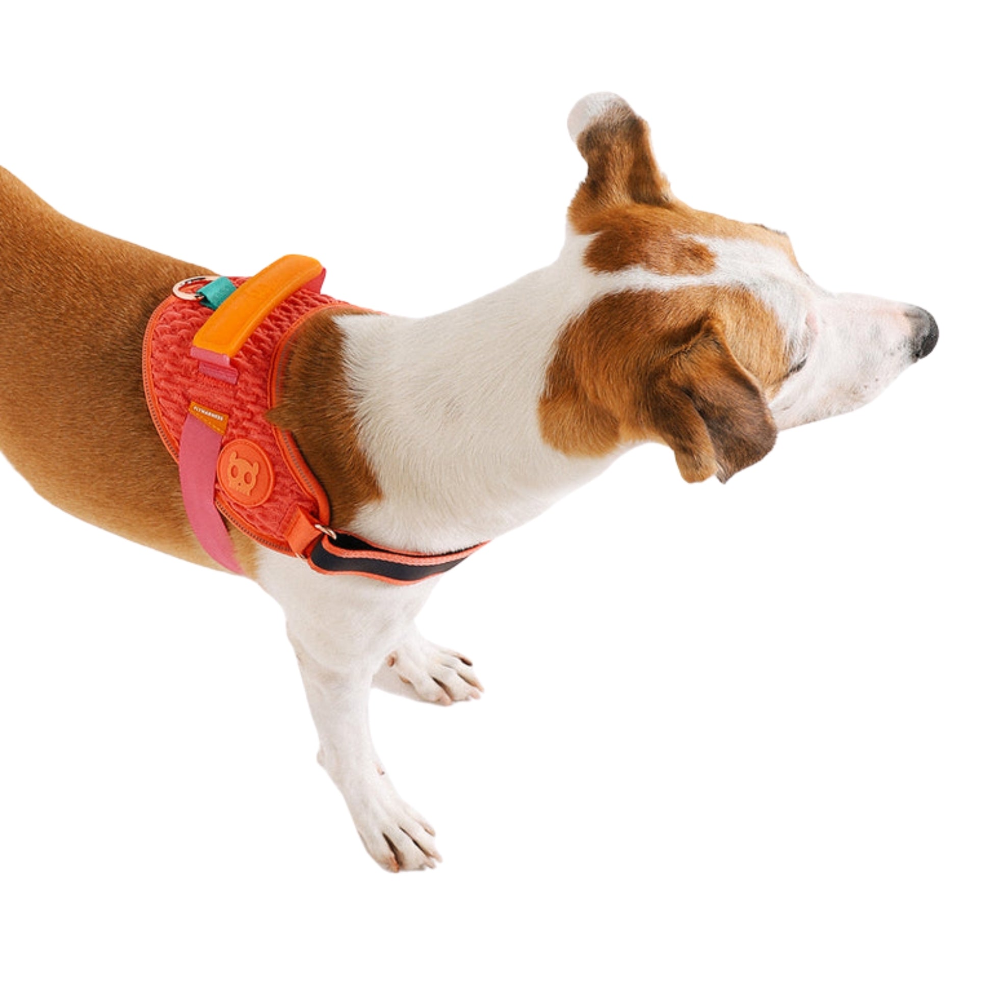 Pechera ZeeDog Gazelle FlyHarness – Ajustable y Ergonómica - Cosmos
