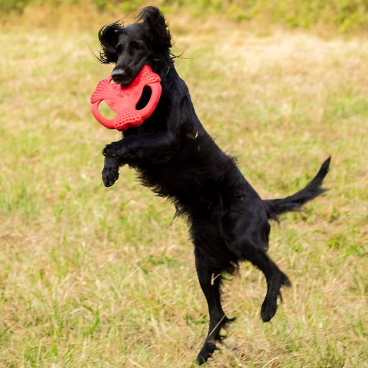 Juguete para perro GIGWI Flying Tug Red - COSMOS