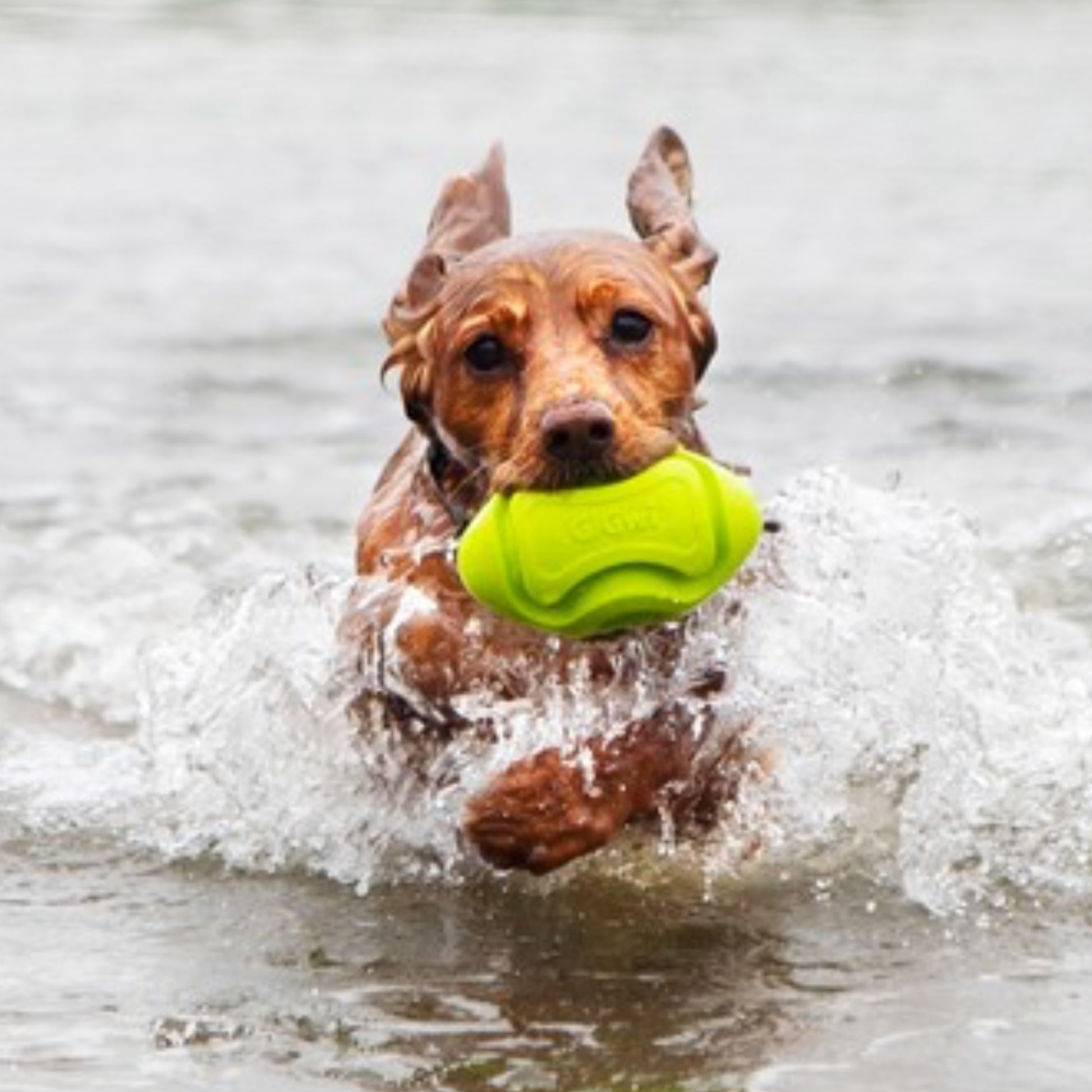 Juguete para perro GIGWI Foamer TPR Rugby Green - COSMOS