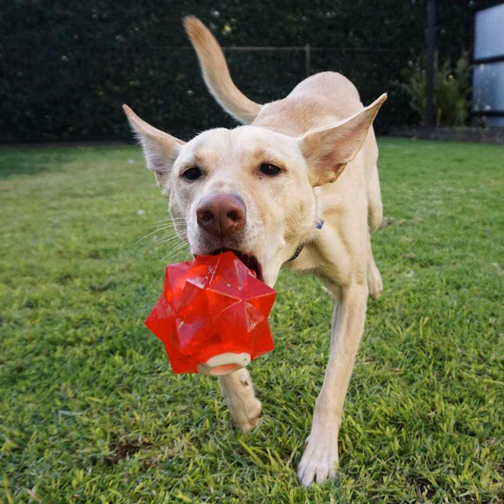Juguete para perro GIGWI Monster Eye Ball - COSMOS