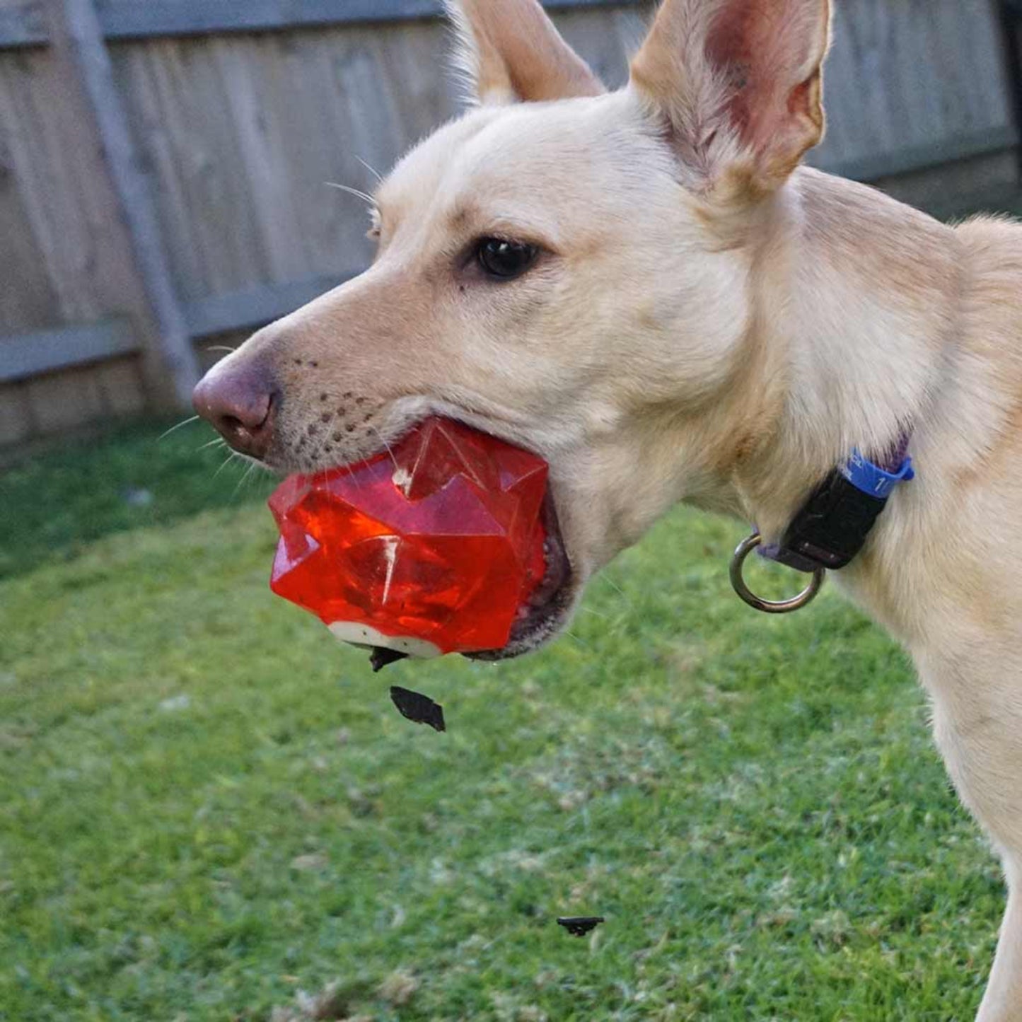 Juguete para perro GIGWI Monster Eye Ball - COSMOS