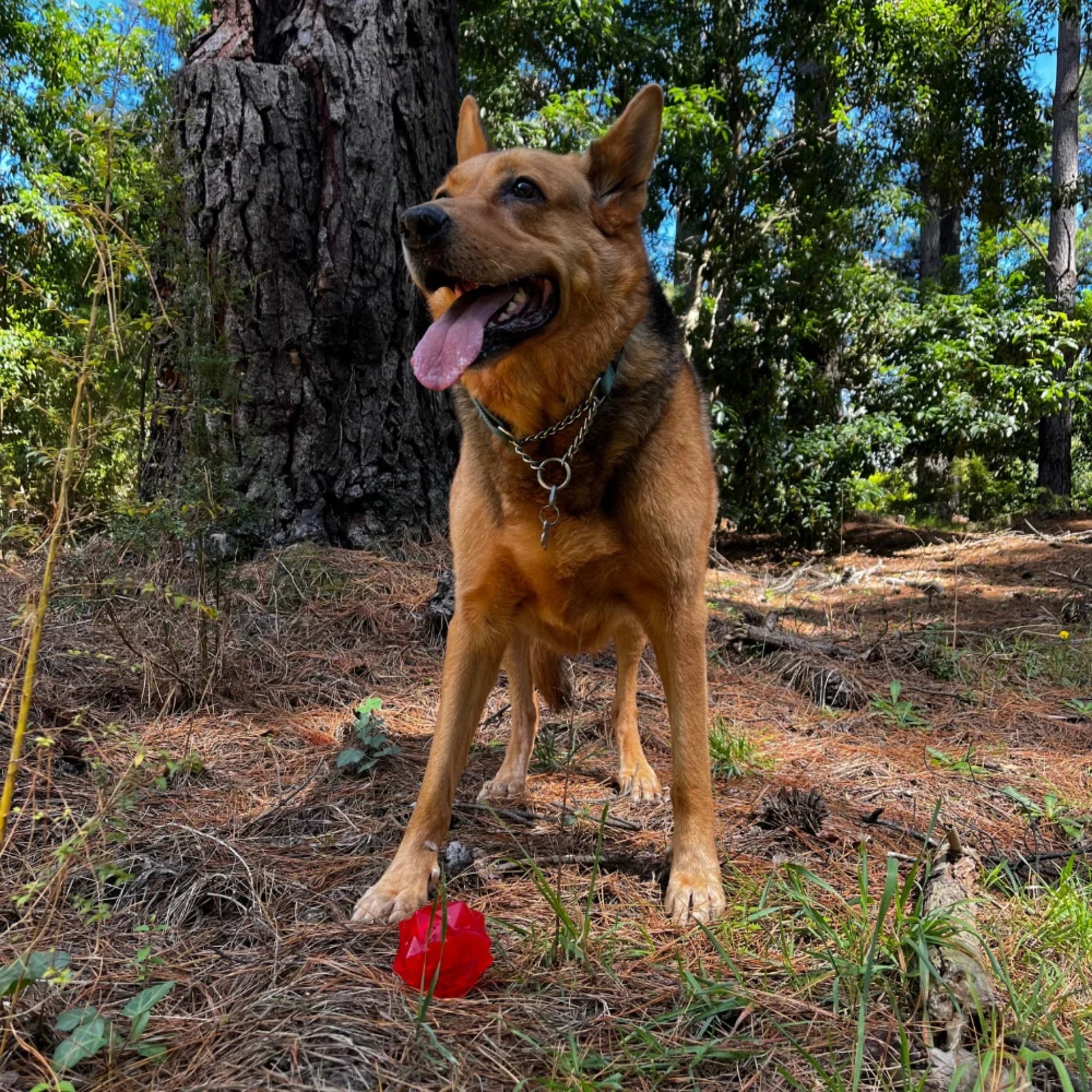 Juguete para perro GIGWI Monster Eye Ball - COSMOS