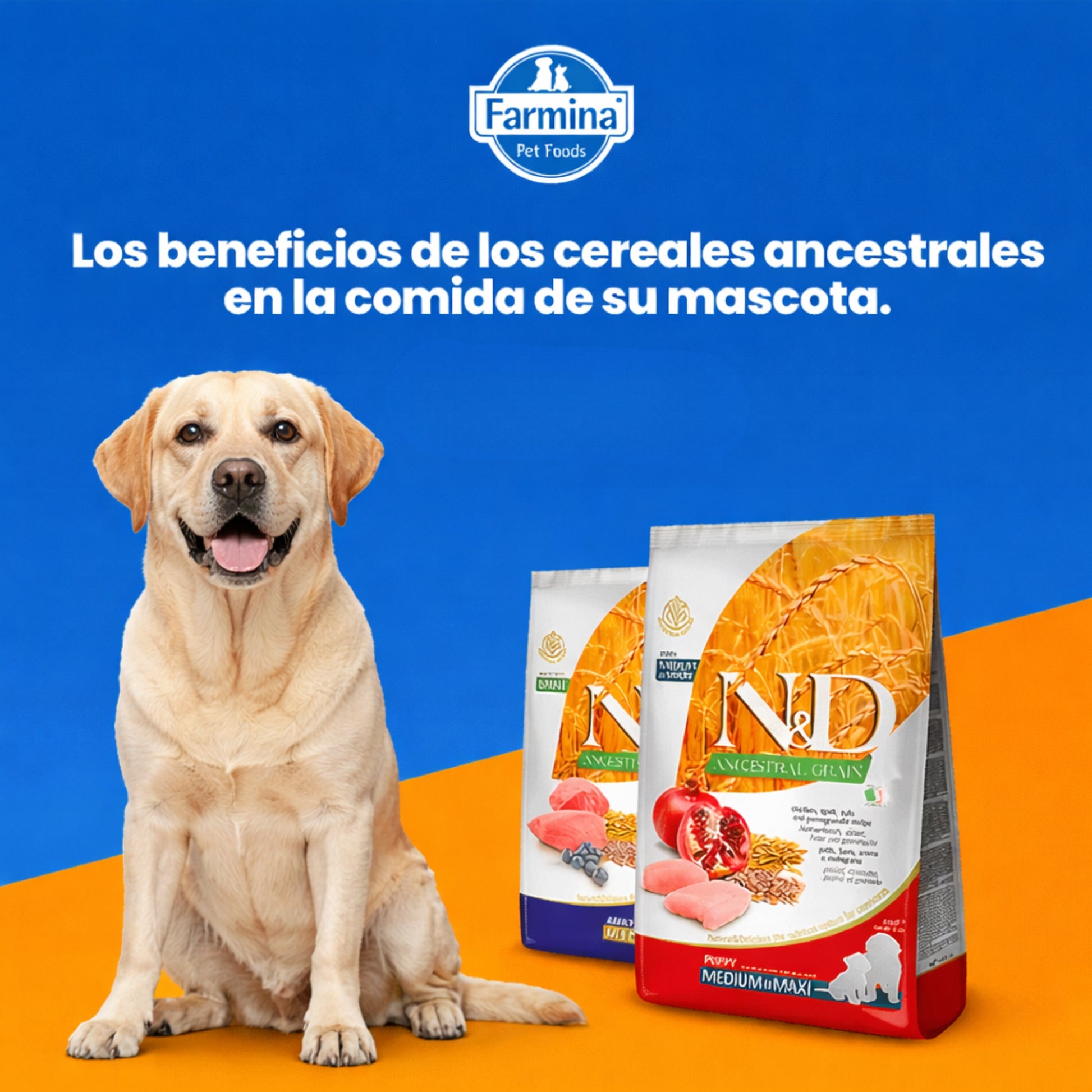 N&D Ancestral Grain Cordero Adulto Medium - Cosmos
