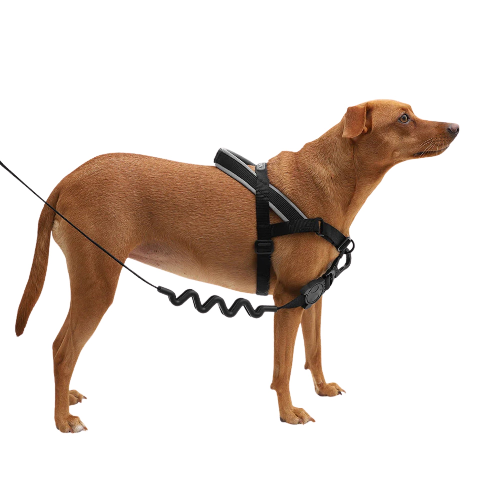ZeeDog Gotham Softer Walk Harness – Arnés Anti - tirones - Cosmos