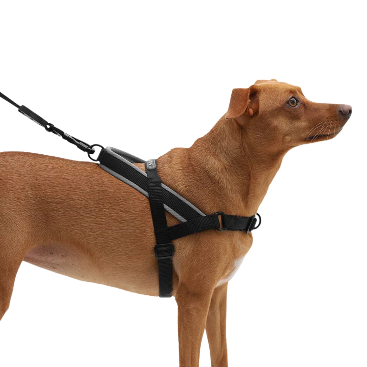 ZeeDog Gotham Softer Walk Harness – Arnés Anti - tirones - Cosmos