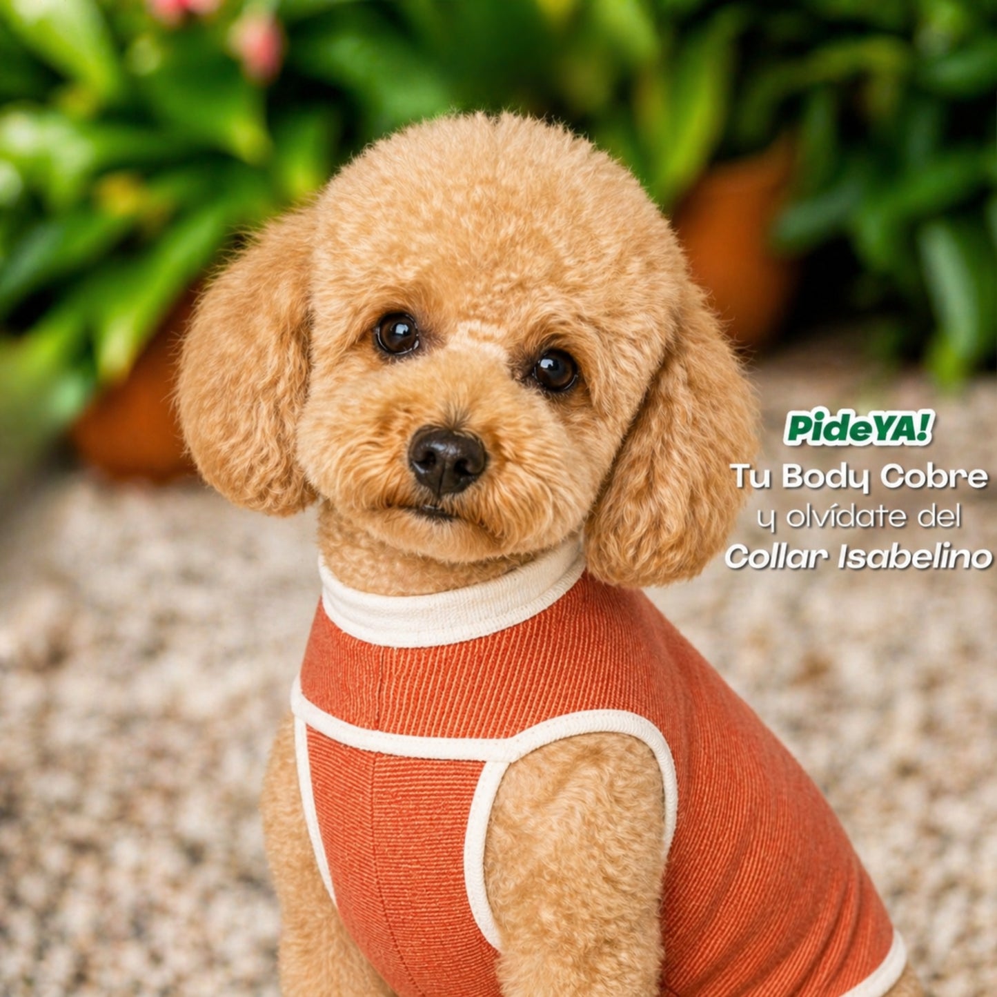 Faja Postquirúrgica para Mascotas – Body Antibacteriano con Cobre y Zinc - Cosmos