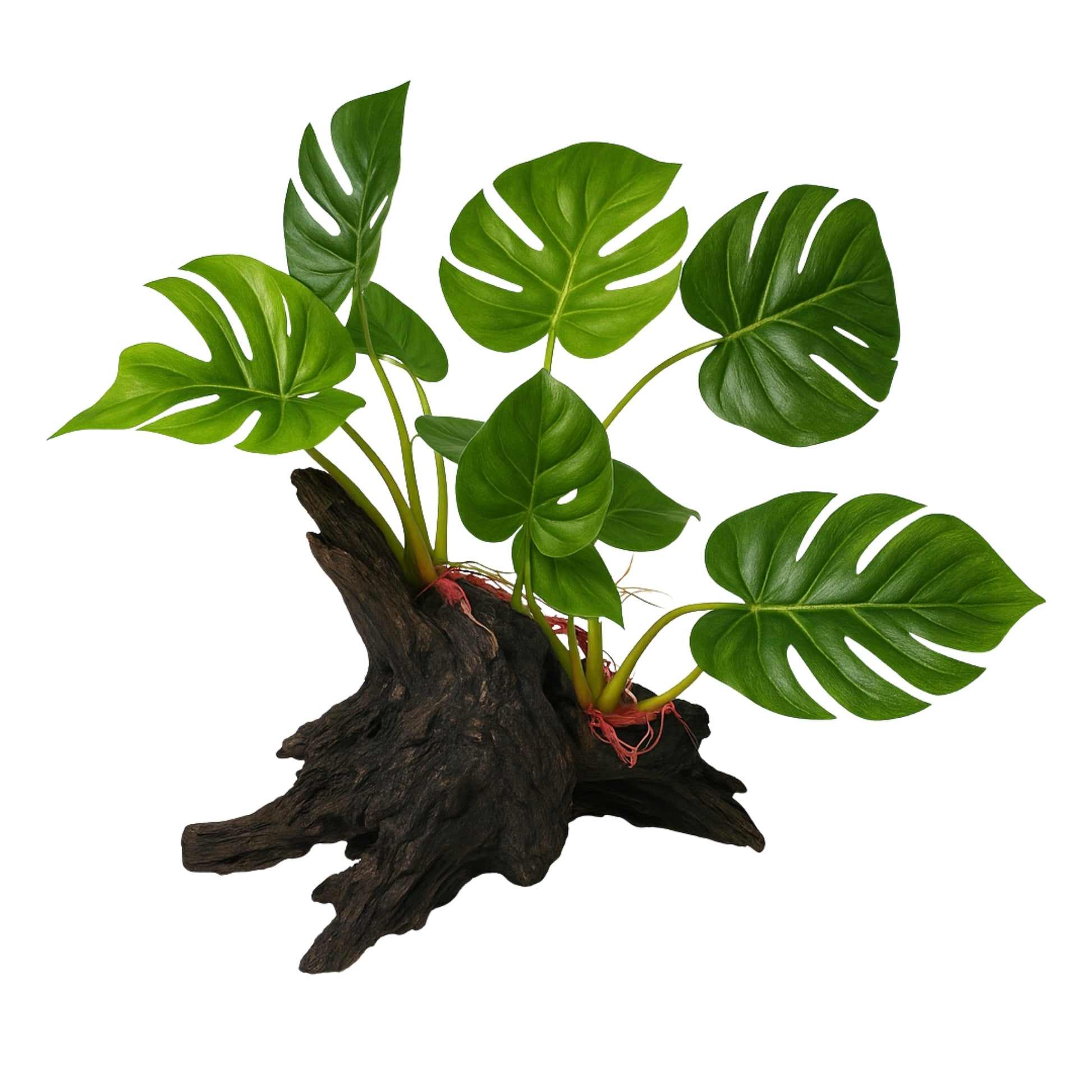 Adorno Artificial – Planta Cletrofila con Tronco - COSMOS