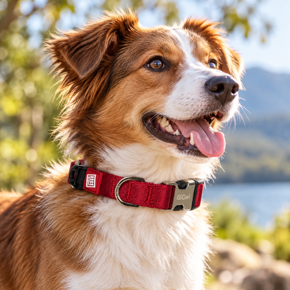 Collar Premium Ajustable para Perro GiGwi – Talla M - Cosmos