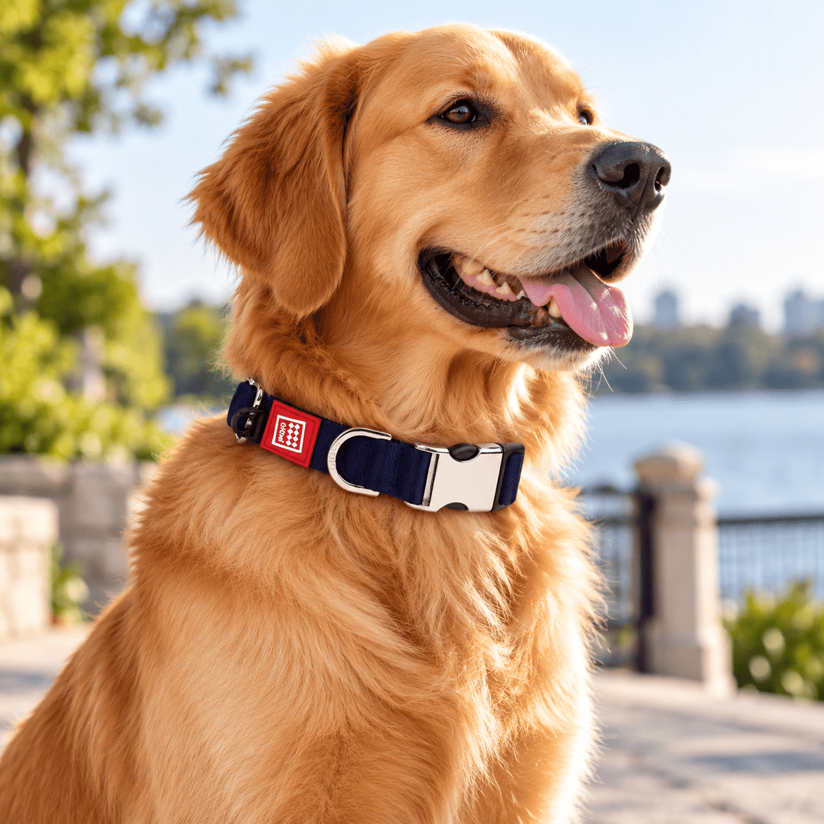 Collar Premium Ajustable para Perro GiGwi – Talla XL - Cosmos