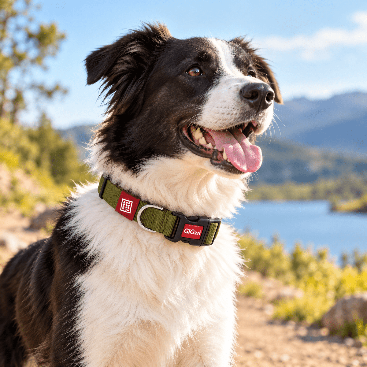 Collar Classic Ajustable para Perro GiGwi – Talla XL - Cosmos
