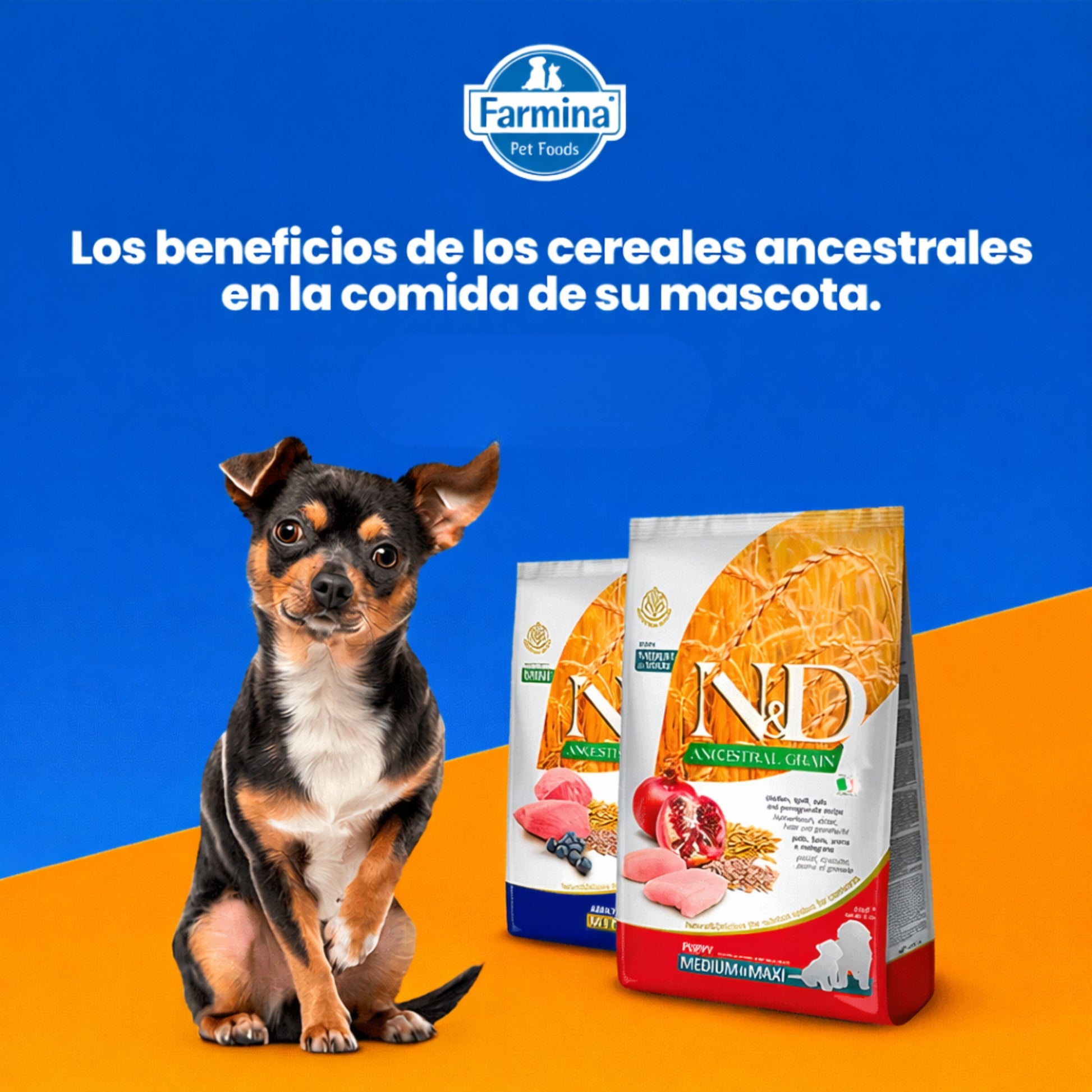 N&D Ancestral Grain Cordero Adult Mini 2.5 kg – Alimento Premium para Perros - Cosmos