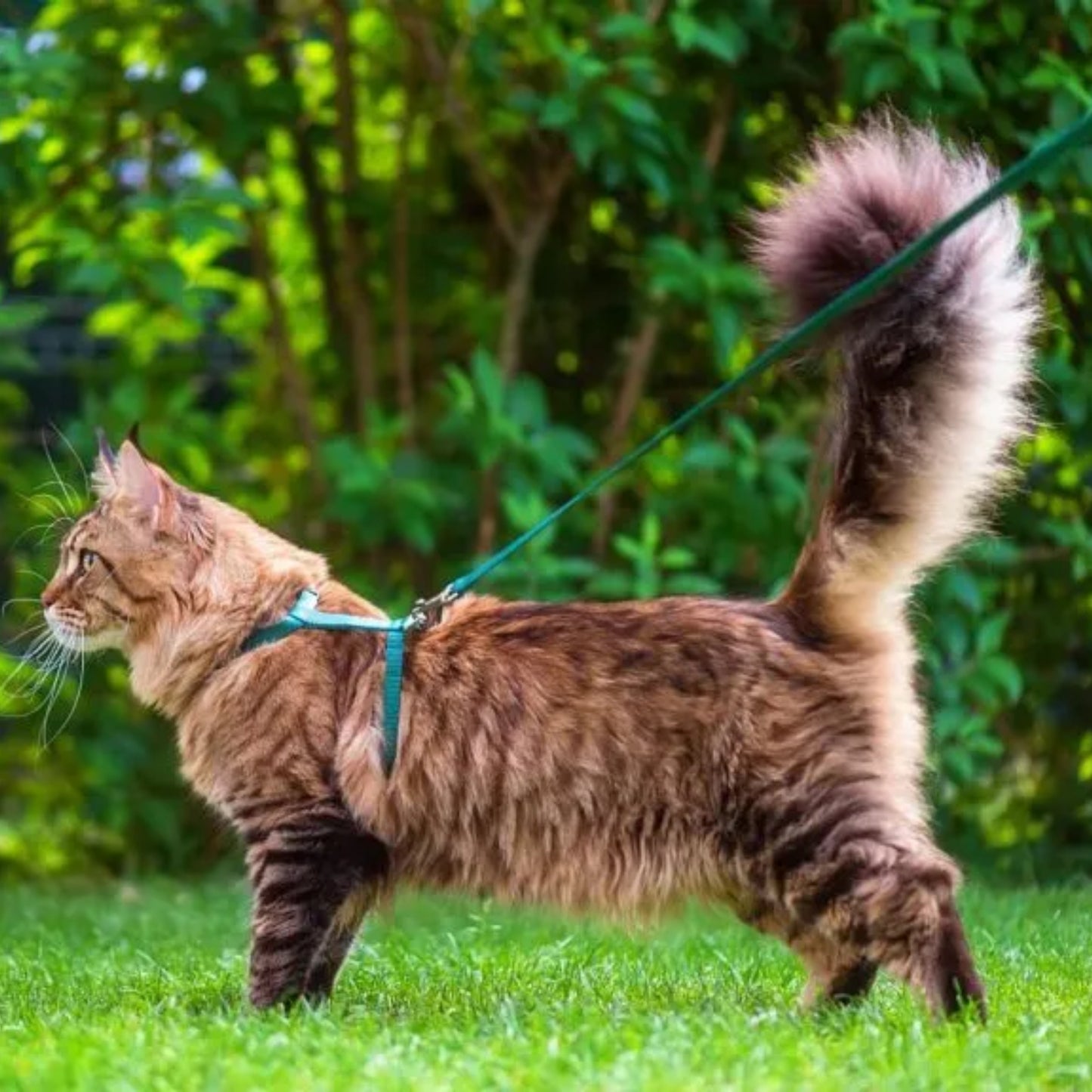 Arnés Mini para Gatos con Correa - COSMOS