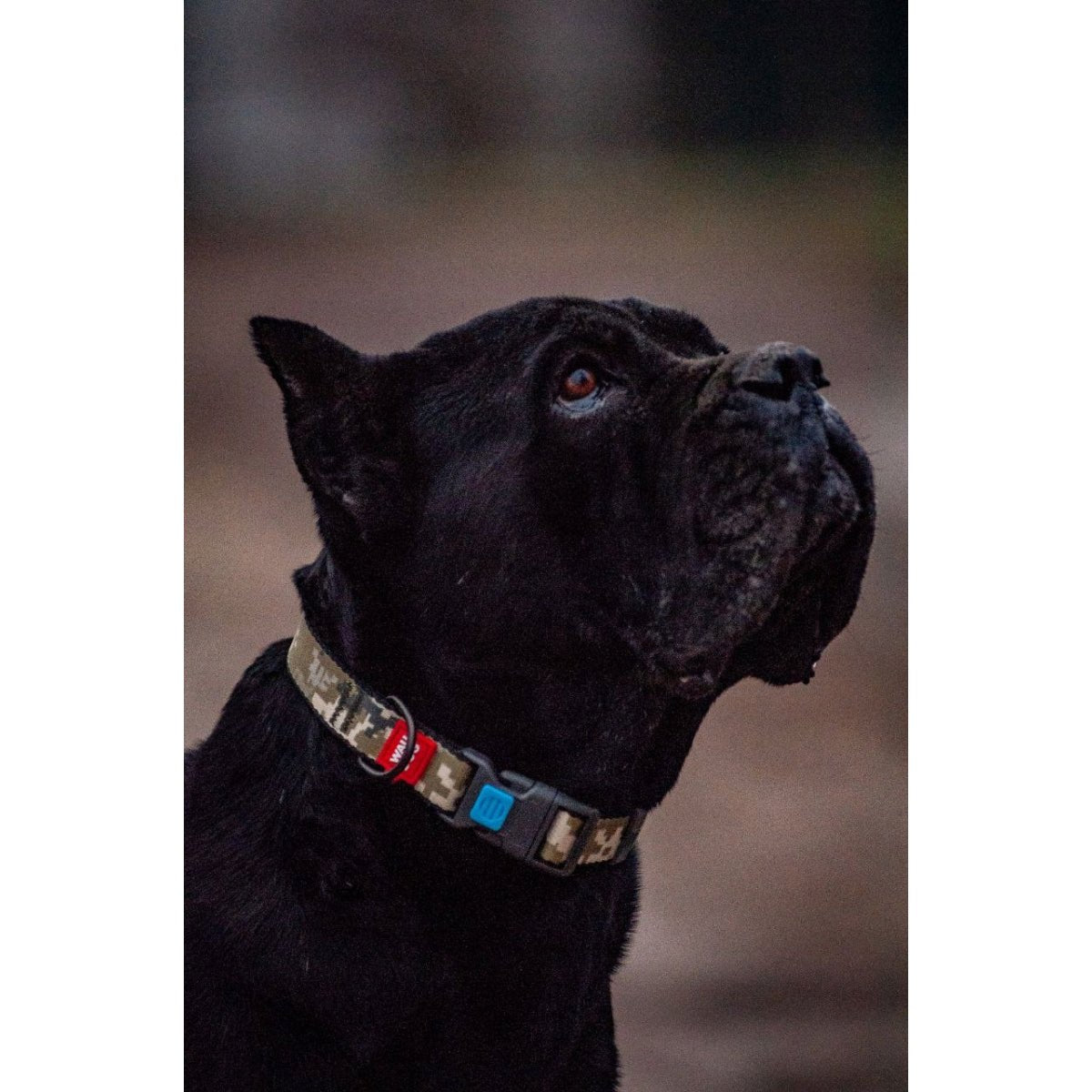 Collar WAUDOG Nylon Military camuflado - Cosmos
