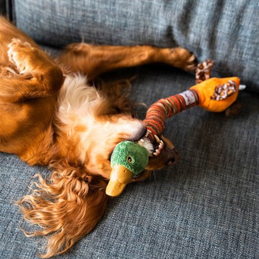 Juguete para perro GIGWI Crunchy Neck Plush Friendz Duck - COSMOS